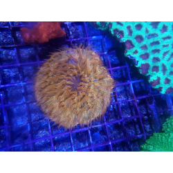Fungia spp